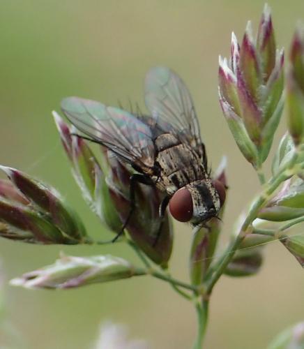 Réf. 195 442 : Metopia sp.